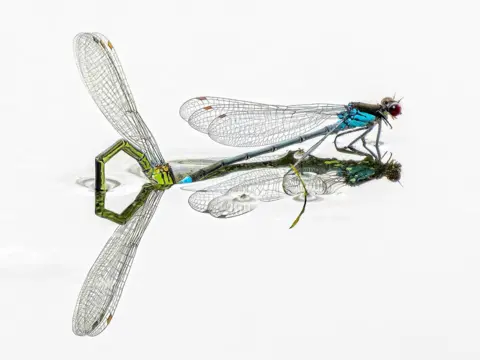 Peter Hassett Red-eyed damselflies laying eggs