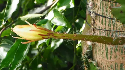 CUBG Moonflower bloom
