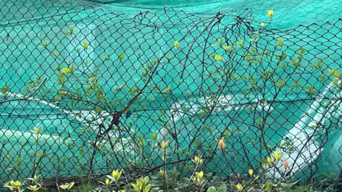 The site of the suspected chop shop