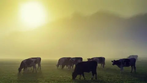 Getty Images Cattle in a field