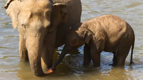 Getty Images Asian elephant and calf standing in water