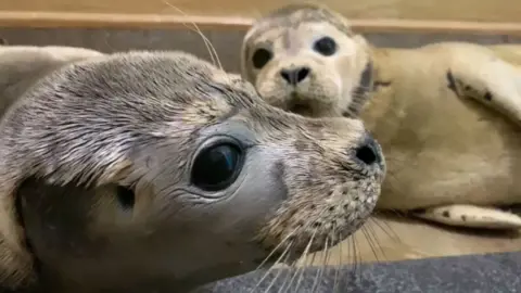 RSPCA East Winch seals