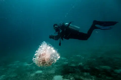 Åebnem CoÅkun/Getty Images A diver swims around the underwater ecosystem of the Great Northern of Zanzibar, Tanzania - Friday 23 June 2023