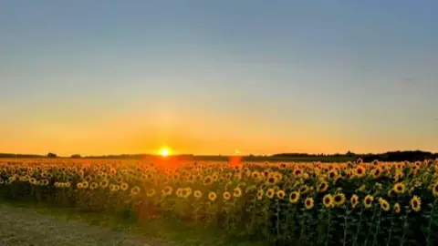 Maiden Castle Farm Sunflowers