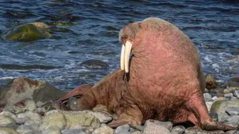 Karen Munro Walrus at Wick