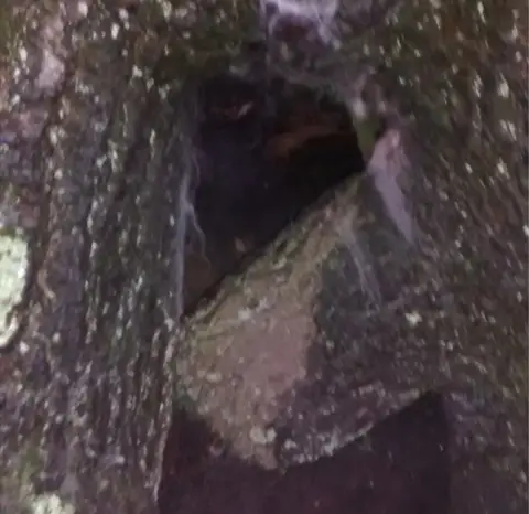 RSPCA Hole in tree
