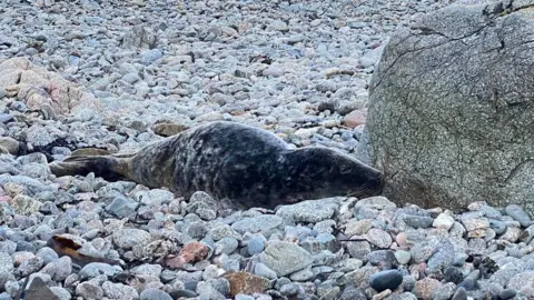 GSPCA Seal pup