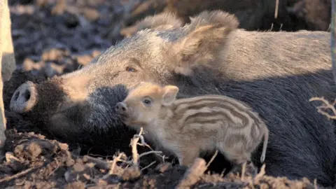 PA Media Wild boar lies down in mud with her piglet alongside