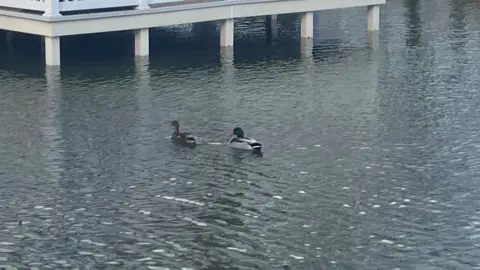 FAMILY PHOTO Ducks at Kiln Park