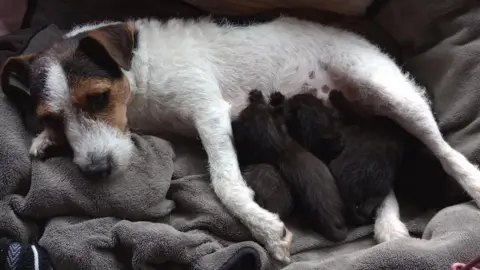 Sue Stubley Jack Russell feeding six kittens