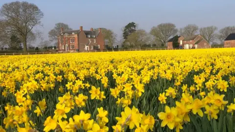 Matthew Naylor Daffodils in a field