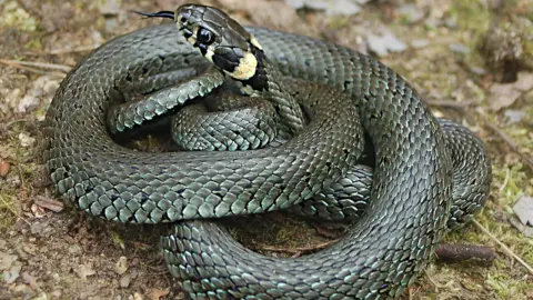 Melita Vamberger/Senckenberg Research Institute The common or eastern grass snake (Natrix natrix)