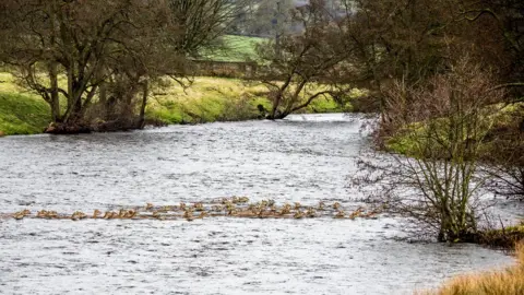 Jim Bell / SWNS River Derwent Chatsworth deer