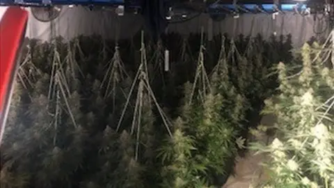 Hertfordshire Police Cannabis plants