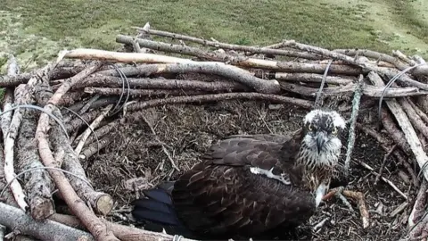 Glaslyn Wildlife Mrs G in the nest in April