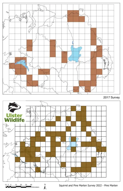 Ulster Wildlife Pine marten population map