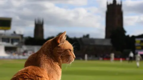 Somerset County Cricket Club Brian the cat