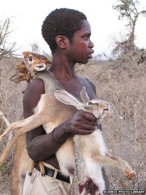 Science Photo Library The Hadza hunter gathers rely on hunting and gathering food