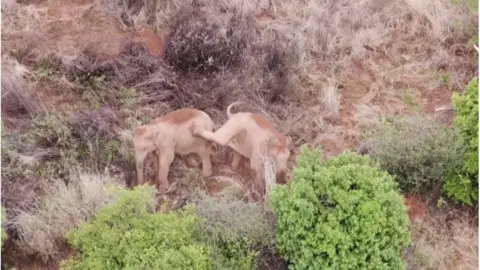 CCTV Wild elephants tussling