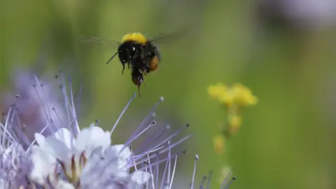 Dingley Dell Pork Bumblebee and phacelia