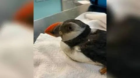 GSPCA A photo of Pedro