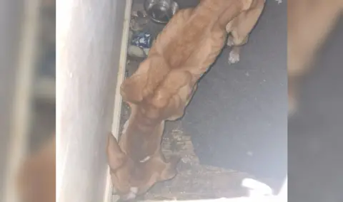 Staffordshire Police The dog