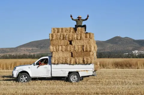 AFP A man gestures while sitting above harvested bales of wheat packed in the back of a pickup truck in a field in the Sidi Thabet region near Ariana north of the capital Tunis on June 13, 2022.