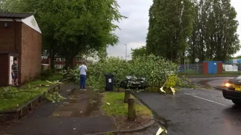 Lara Pike The fallen tree