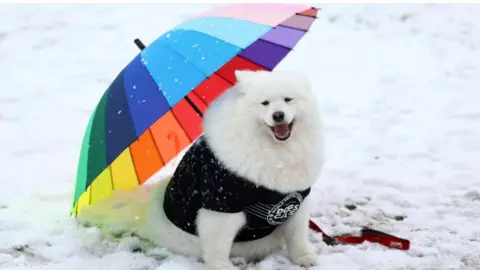 Reuters A dog at Crufts, Birmingham, 2023