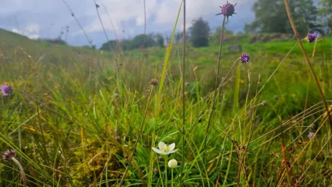 National Trust Grass-of-Parnassus at Mislet Scroggs
