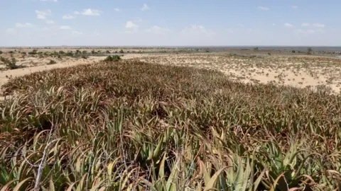 Ahmed Awale Field of aloe plants
