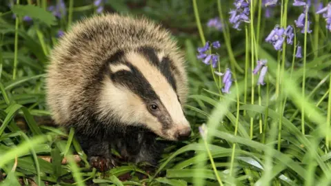 Getty Images  A badger among bluebells