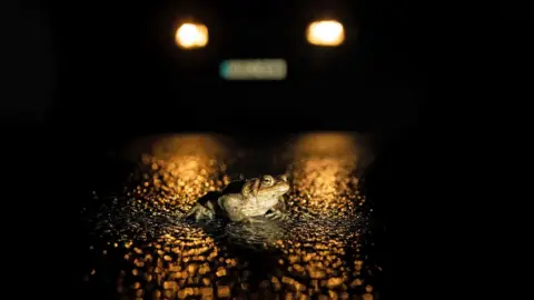 Peter Brooks/South Downs National Park Authority Toad in the Road