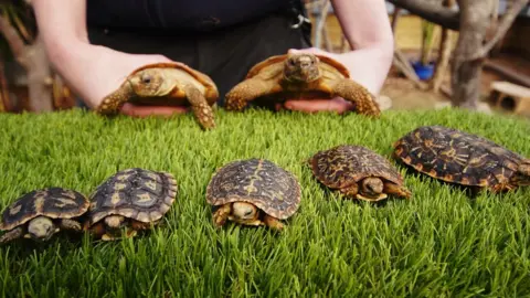 Longleat/PA Pancake tortoises