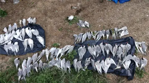 RSPB Dead birds collected at Coquet island