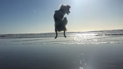 Clementyne Stevenson J.C the dog jumping for joy at Newgale beach in Pembrokeshire was captured by his owner 18-year-old Clementyne Stevenson.