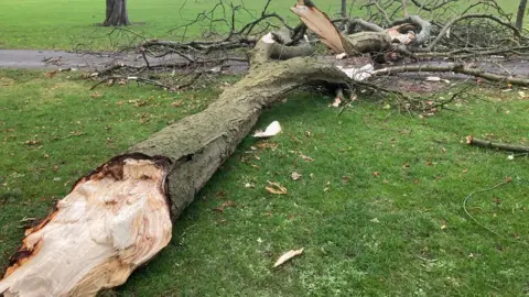 Tree fallen