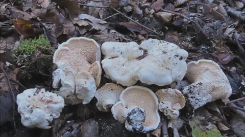 Geoffrey Kibby Queen's hedgehog fungus, new to science