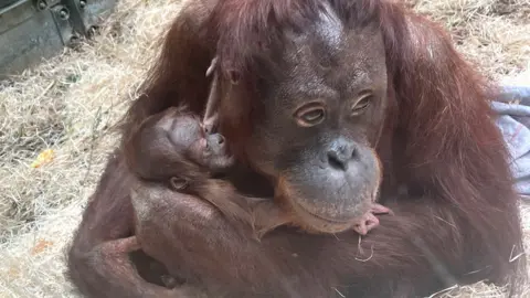 Blackpool Zoo Orangutan Jingga and her baby son