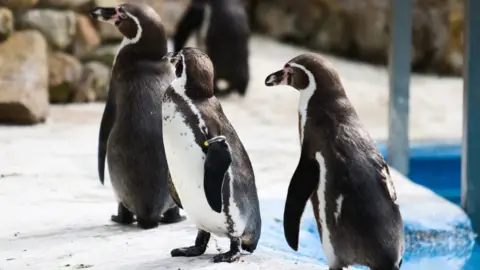 Humboldt Penguins