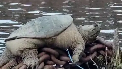 'Chonkosaurus' sits upon a pile of rusty chains in the Chicago River