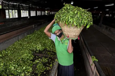 Getty Images Going organic poses threats to Sri Lanka's well-known tea industry