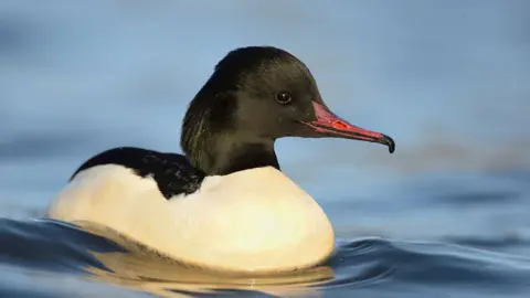 Ben Andrew/RSPB Images Goosander
