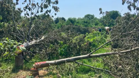 Tree felling