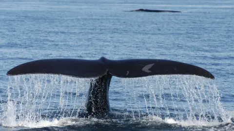 Anderson Cabot Center for Ocean Life North Atlantic Right Whale