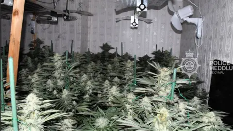 South Wales Police cannabis plants