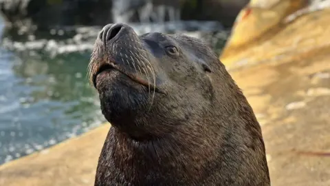 Cornish Seal Sanctuary Diego the sea lion