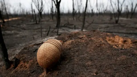 Reuters Armadillo blinded by fire in a Brazilian conservation area, where wildfires have destroyed hectares of forest, 26 August 2019