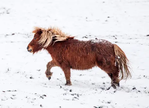 PA Media A pony plays in the snow near Millhouse Green in South Yorkshire, on 7 February 2021