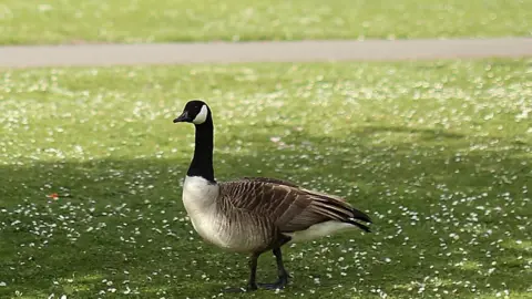 Getty Images A Canada goose stands in a field